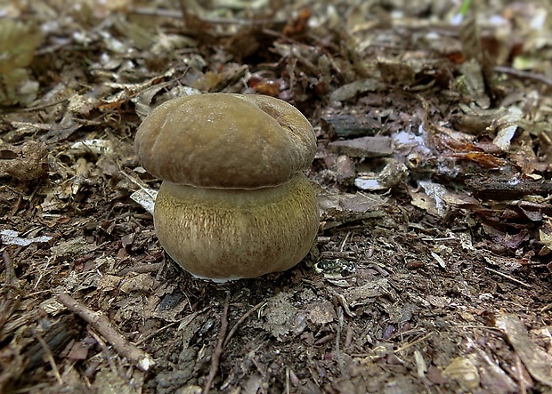 hríb dubový Boletus reticulatus Schaeff.