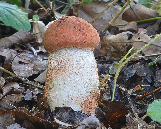 kozák dubový Leccinum aurantiacum (Bull.) Gray