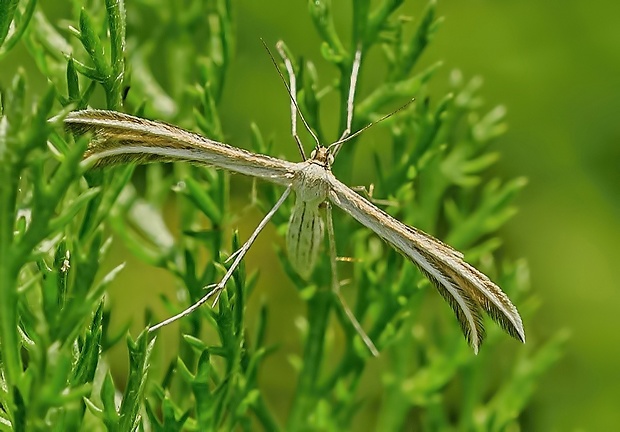 pierkavec pľúcnikový Merrifieldia leucodactyla