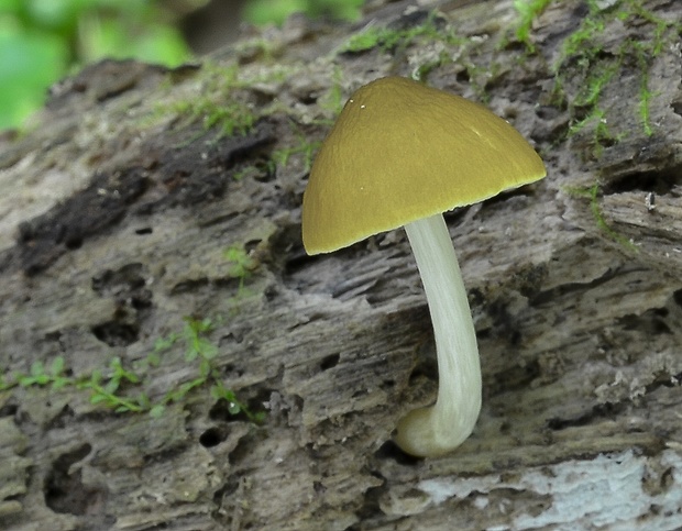 štítovka škoricovohnedá Pluteus chrysophaeus (Schaeff.) Quél.