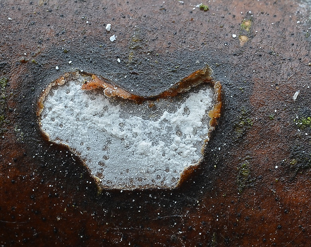 zúbkovka obyčajná Propolis farinosa (Pers.) Fr.