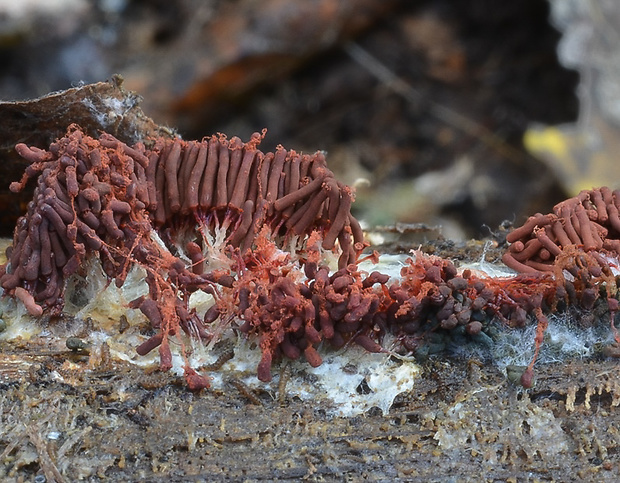 mištička Arcyria sp.