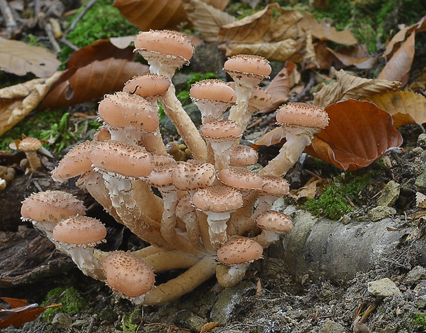 podpňovka tmavá Armillaria ostoyae (Romagn.) Herink