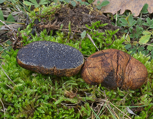 černúšik Melanogaster sp.