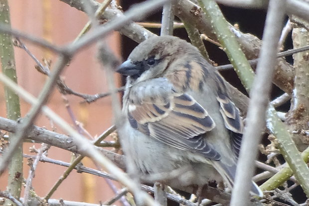 vrabec domový  Passer domesticus