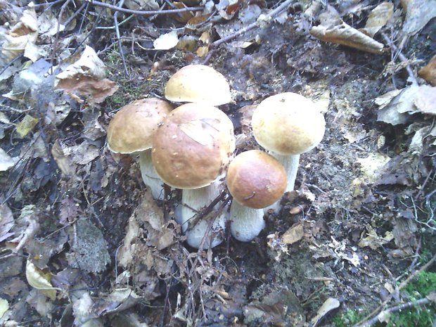 hríb smrekový Boletus edulis Bull.