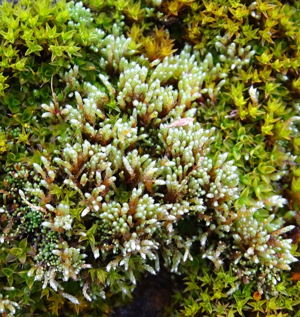 prútnik striebristý Bryum argenteum Hedw.