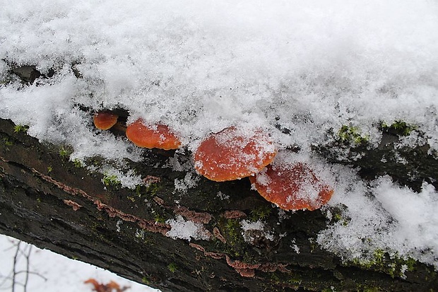 plamienka Flammulina sp.