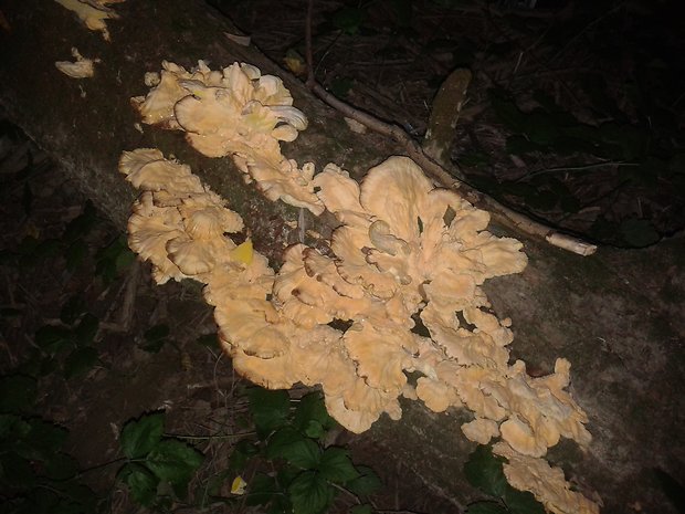 sírovec obyčajný Laetiporus sulphureus (Bull.) Murrill