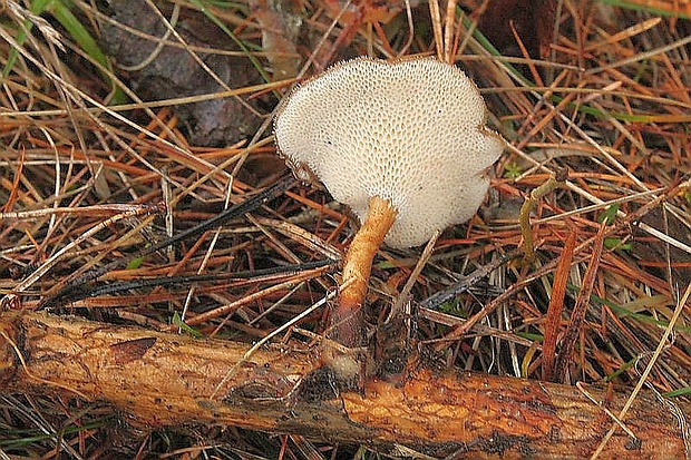 trúdnik zimný Lentinus brumalis (Pers.) Zmitr.