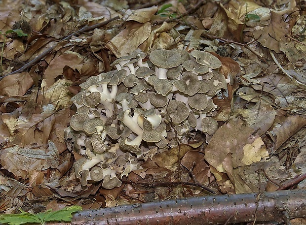 trúdnik klobúčkatý Polyporus umbellatus (Pers.) Fr.