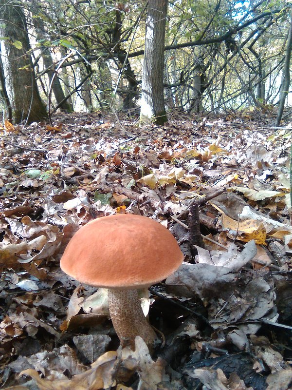 kozák osikový Leccinum albostipitatum den Bakker & Noordel.