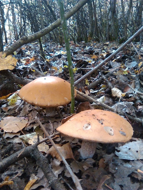 kozák osikový Leccinum albostipitatum den Bakker & Noordel.