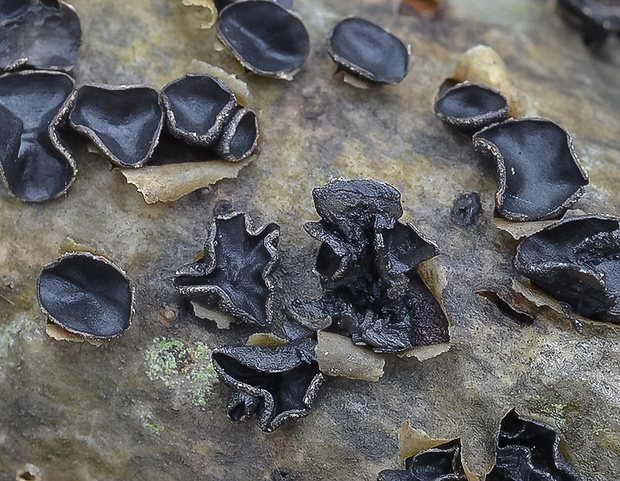 dutinovka lužná Sclerencoelia fascicularis (Alb. & Schwein.) P. Karst.