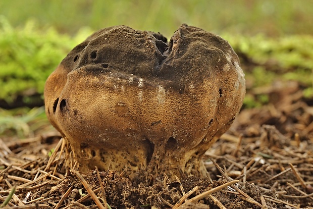 pestrec bradavičnatý Scleroderma verrucosum (Bull.) Pers.