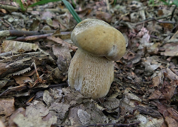 hríb dubový Boletus reticulatus Schaeff.