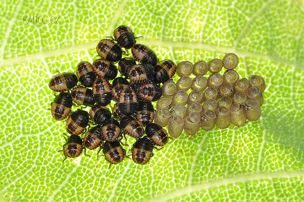 bzdocha obyčajná Dolycoris baccarum