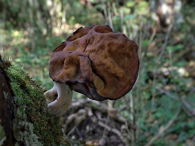 ušiak mitrovitý Gyromitra infula (Schaeff.) Quél.