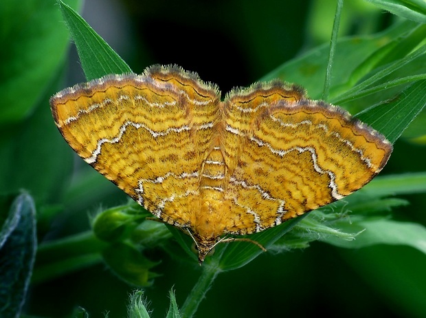 piadivka žihľavová (sk) / píďalka kopřivová (cz) Camptogramma bilineata Linnaeus, 1758