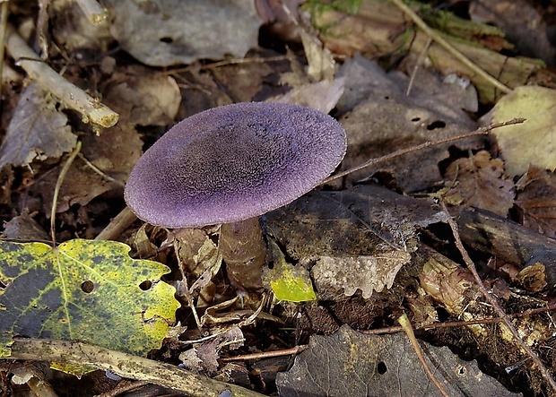 pavučinovec fialový Cortinarius violaceus (L.) Gray