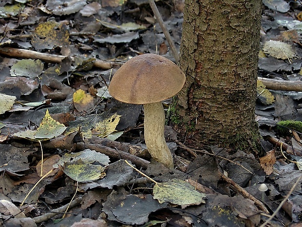 kozák osikový hnedý Leccinum rufum var. decipiens (Singer) Klofac