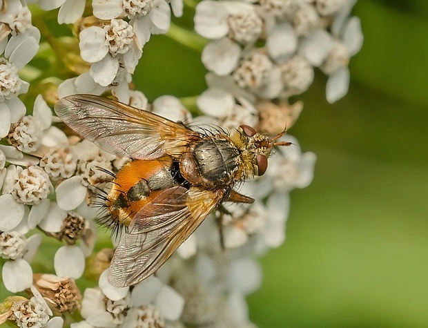 bystruša červenonohá Tachina fera