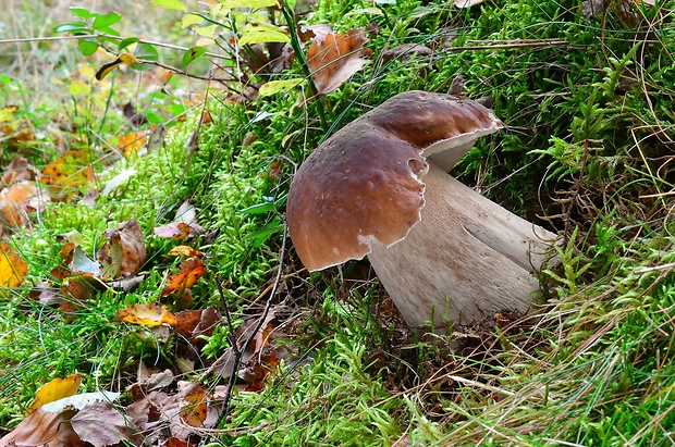 hríb smrekový Boletus edulis Bull.