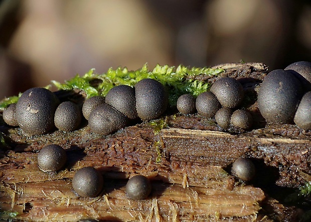 vlčinka Lycogala sp.