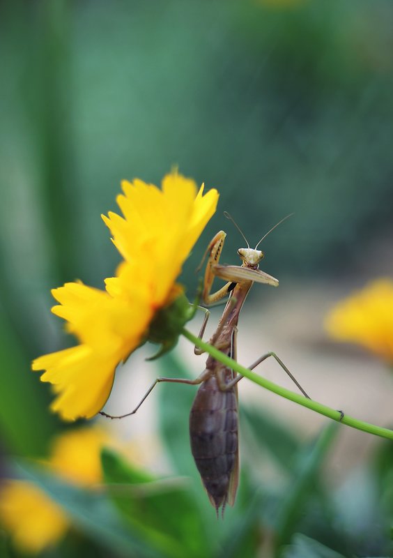 modlivka hnedá mantis religiosa