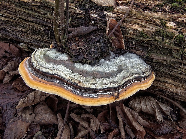 práchnovček pásikavý Fomitopsis pinicola (Sw.) P. Karst.