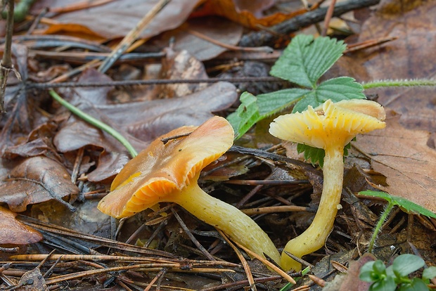 šťavnačka mrazová Hygrophorus hypothejus (Fr.) Fr.