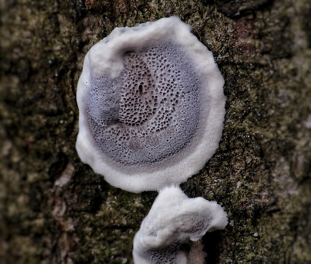 sivopórovka tmavá Bjerkandera adusta (Willd.) P. Karst.