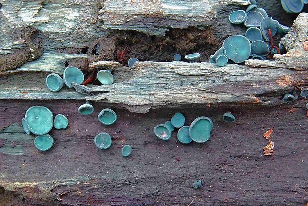 zelenica Chlorociboria sp.