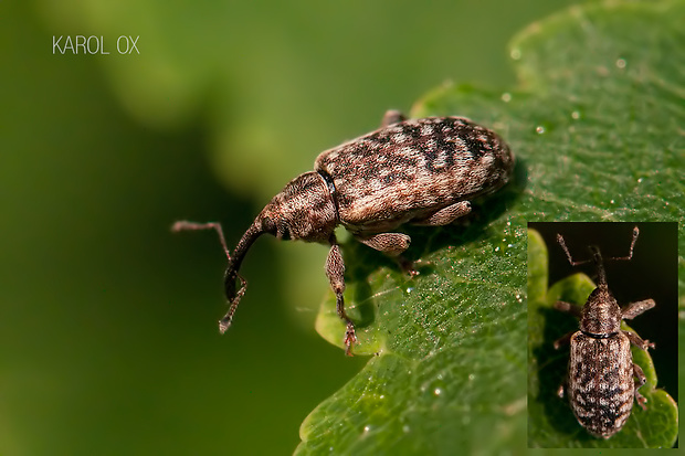 nosáčik Dorytomus suratus