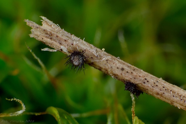 bodkovček Phomatospora sp.