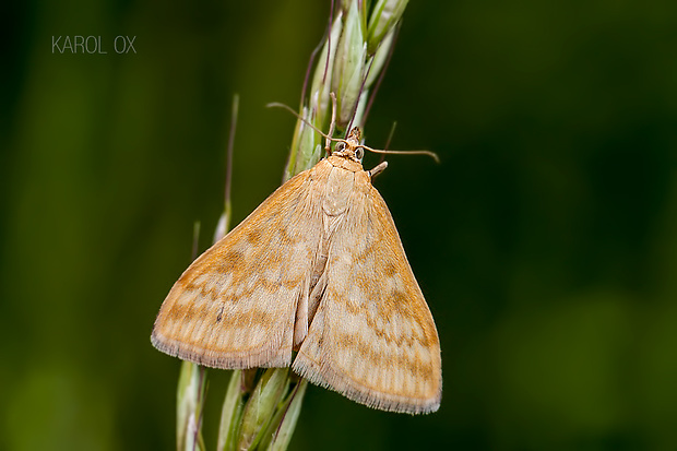 vijačka lobodová Sitochroa verticalis