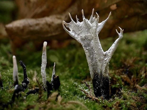 drevnatec parohatý Xylaria hypoxylon (L.) Grev.