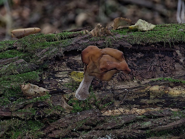 ušiak mitrovitý Gyromitra infula (Schaeff.) Quél.