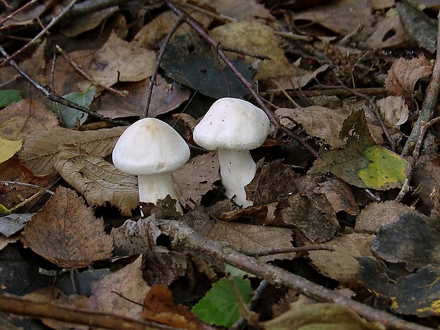 šťavnačka slonovinová Hygrophorus eburneus (Bull.) Fr.