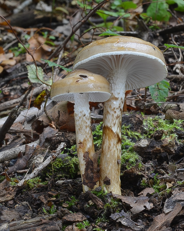 šťavnačka Persoonova Hygrophorus persoonii Arnolds