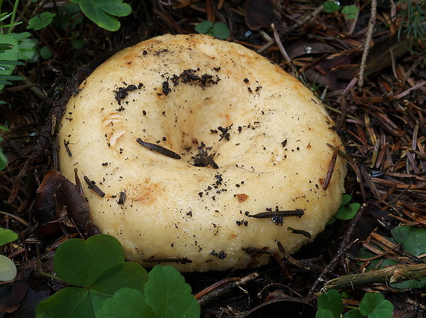 rýdzik jamkatý Lactarius intermedius (Krombh.) Berk. & Broome