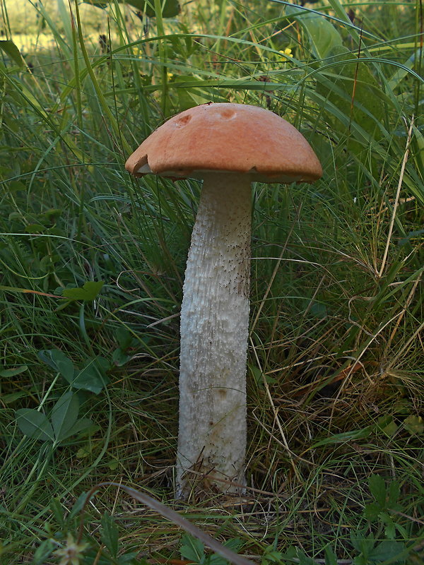 kozák osikový Leccinum albostipitatum den Bakker & Noordel.