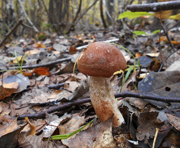 kozák dubový Leccinum aurantiacum (Bull.) Gray