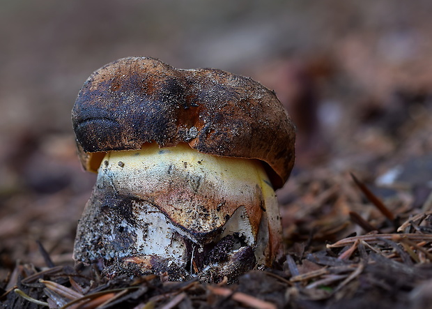 hríb zrnitohlúbikový Sutorius luridiformis (Rostk.) G. Wu & Zhu L. Yang