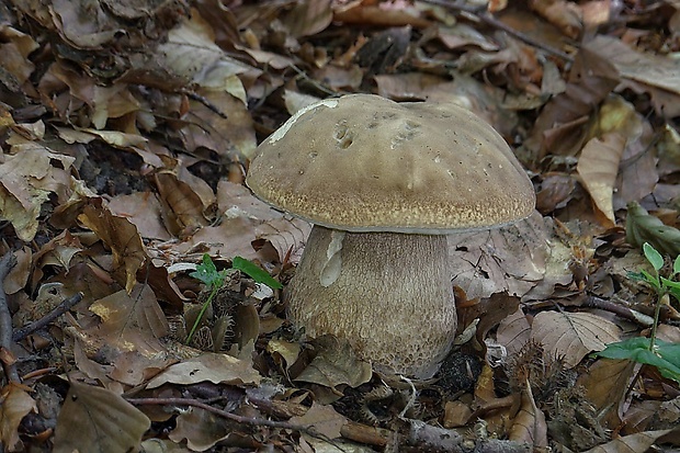 hríb dubový Boletus reticulatus Schaeff.