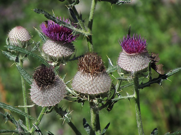 pichliač bielohlavý Cirsium eriophorum (L.) Scop.