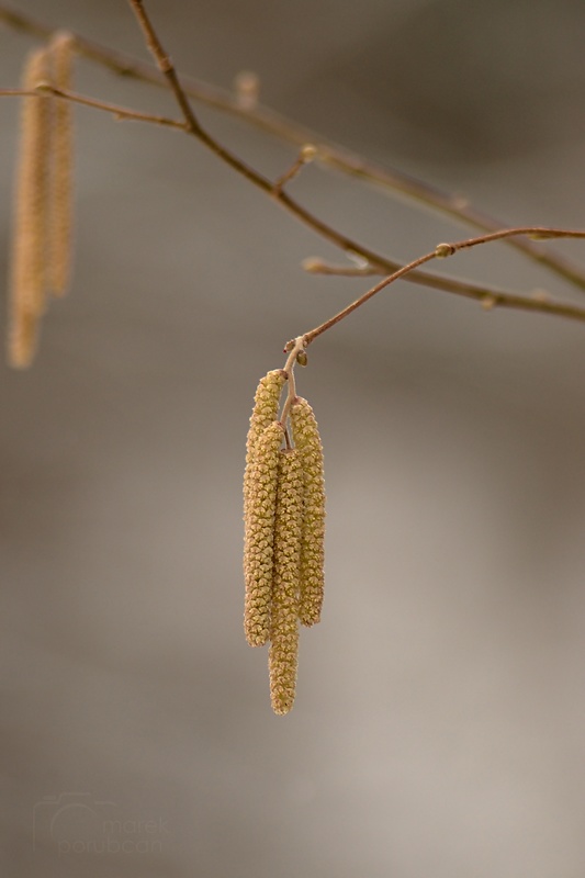 lieska obyčajná Corylus avellana L.