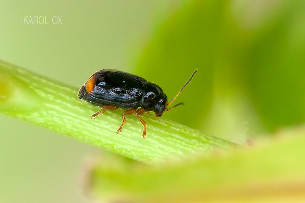 krytohlav Cryptocephalus chrysopus