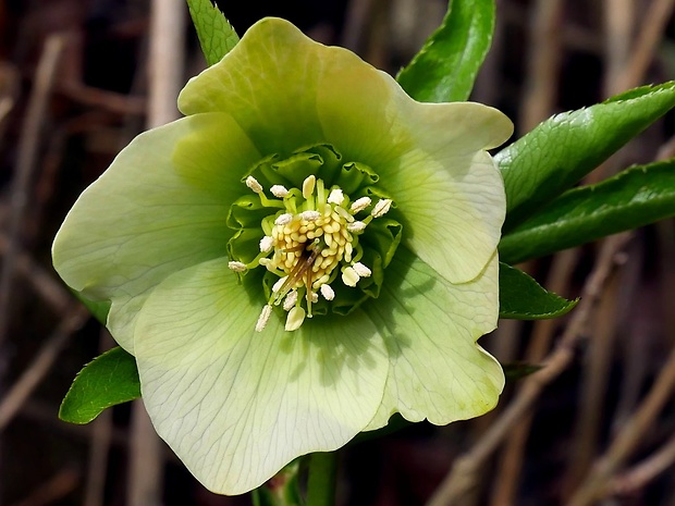 čemerica čierna Helleborus niger L.