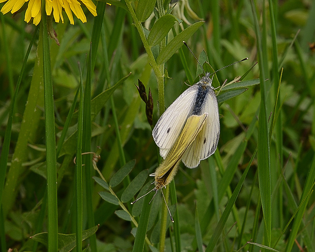 mlynárik repkový Pieris napi